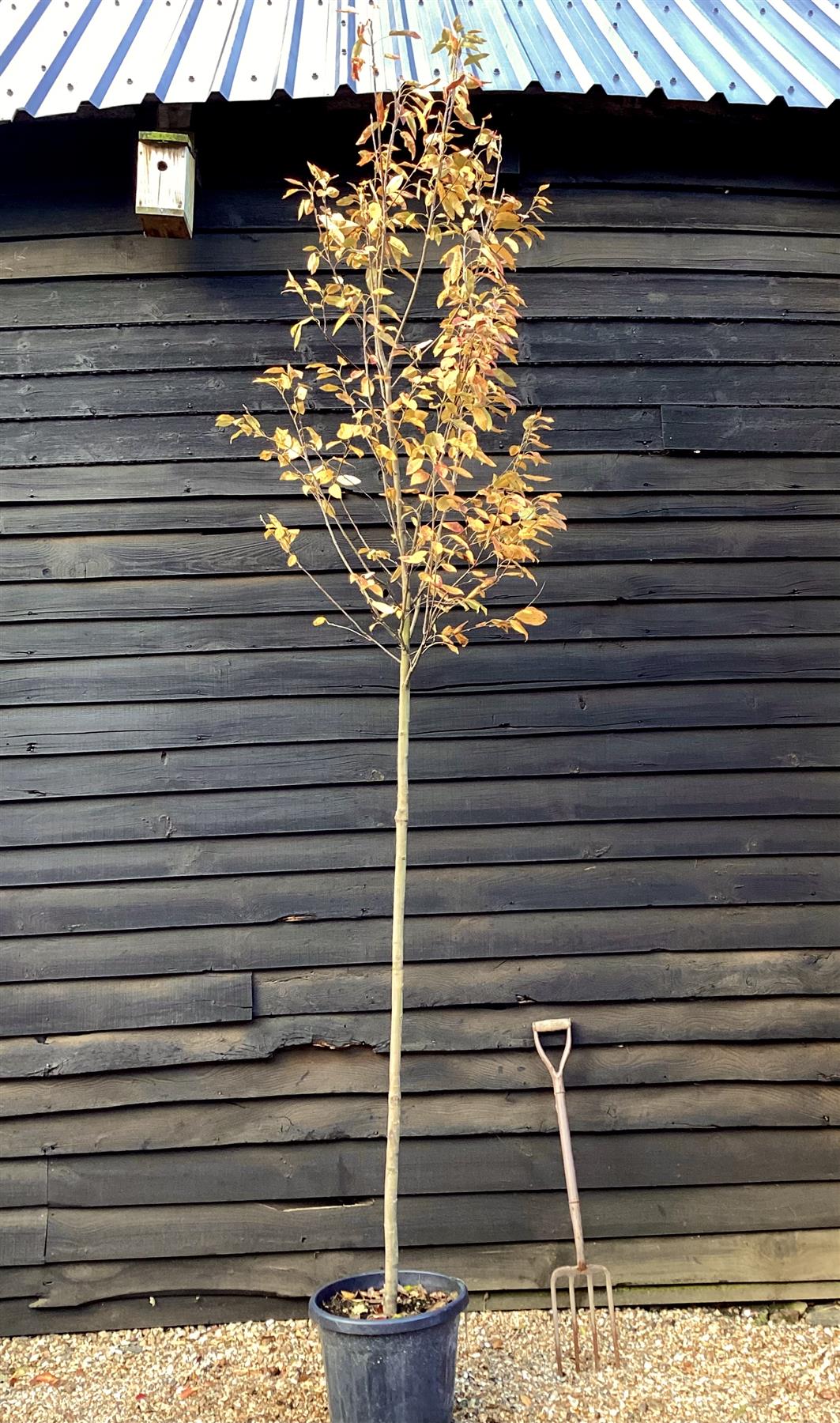 Amelanchier x grandiflora 'Robin Hill' - Clear Stem - Standard - Girth 8-10cm - 310-320cm - 35lt