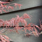 Acer palmatum 'Garnet' | Japanese maple 'Garnet' - 80-100cm, 10lt