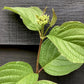 Cornus alba 'Sibirica' | Siberian Dogwood - Height - 95-100cm 10lt