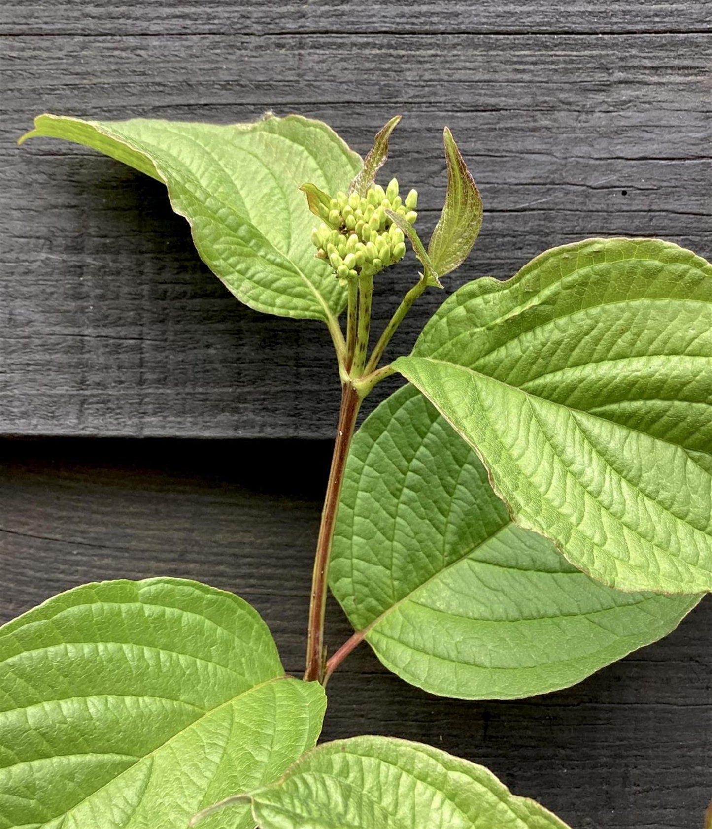 Cornus alba 'Sibirica' | Siberian Dogwood - Height - 95-100cm 10lt