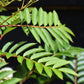 Sorbus 'Joseph Rock' | Mountain Ash 'Joseph Rock' - 200-250cm, 10lt