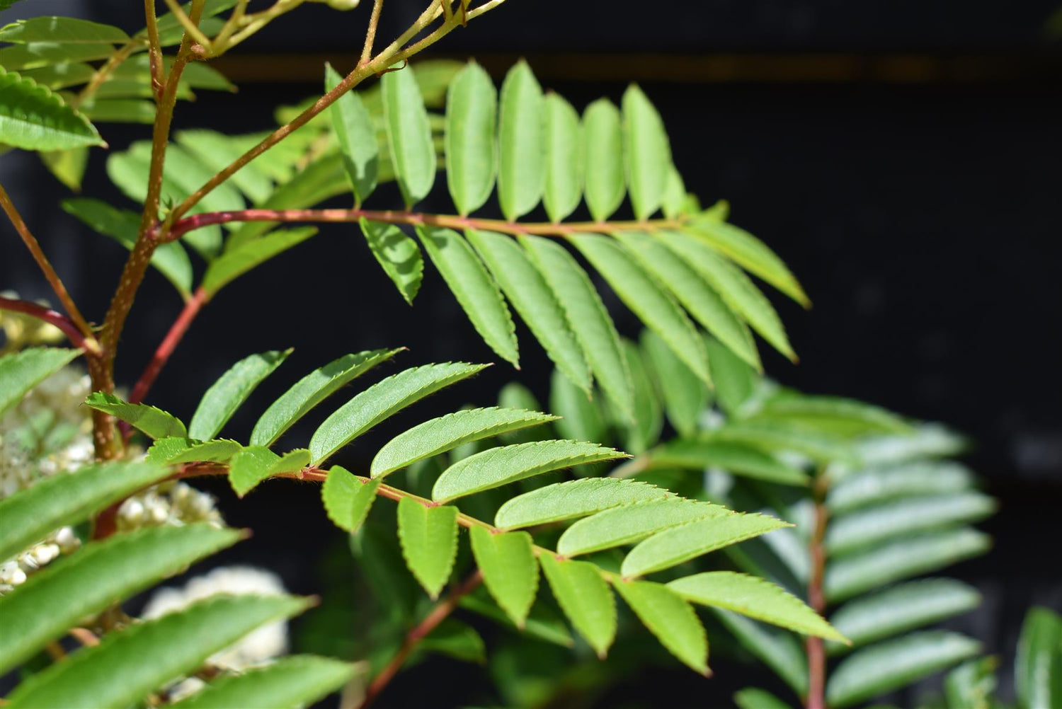 Sorbus 'Joseph Rock' | Mountain Ash 'Joseph Rock' - 200-250cm, 10lt