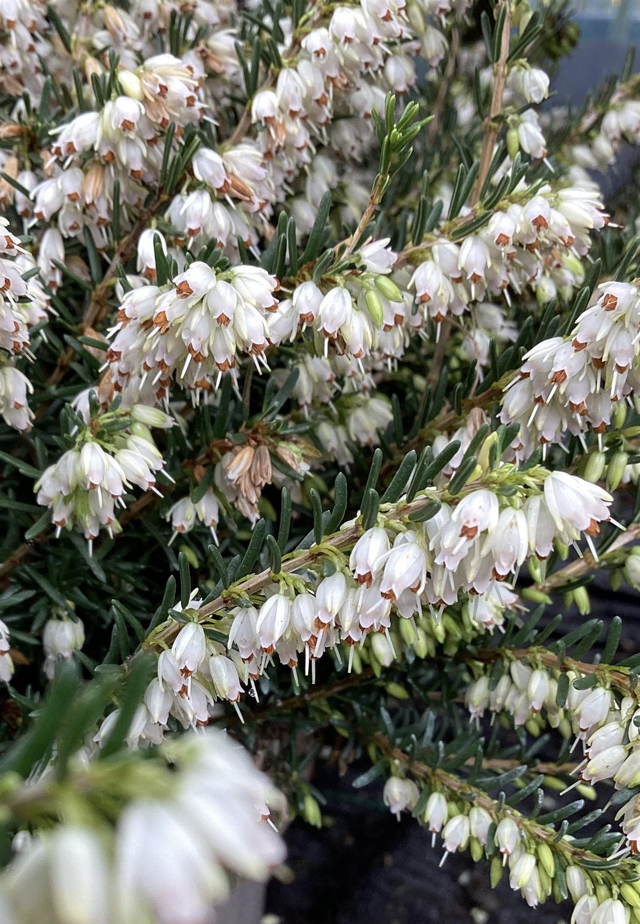 Erica  'White Perfection' - 55-65cm, 2lt