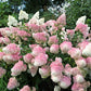 Hydrangea paniculata Vanille Fraise - Height 110-120cm - 70lt