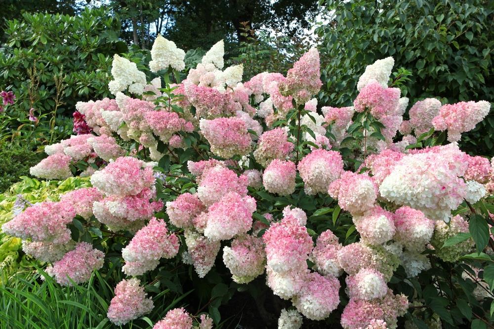 Hydrangea paniculata Vanille Fraise - Height 110-120cm - 70lt