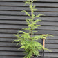 Tsuga heterophylla | Western Hemlock - Height 220-240cm - 40lt