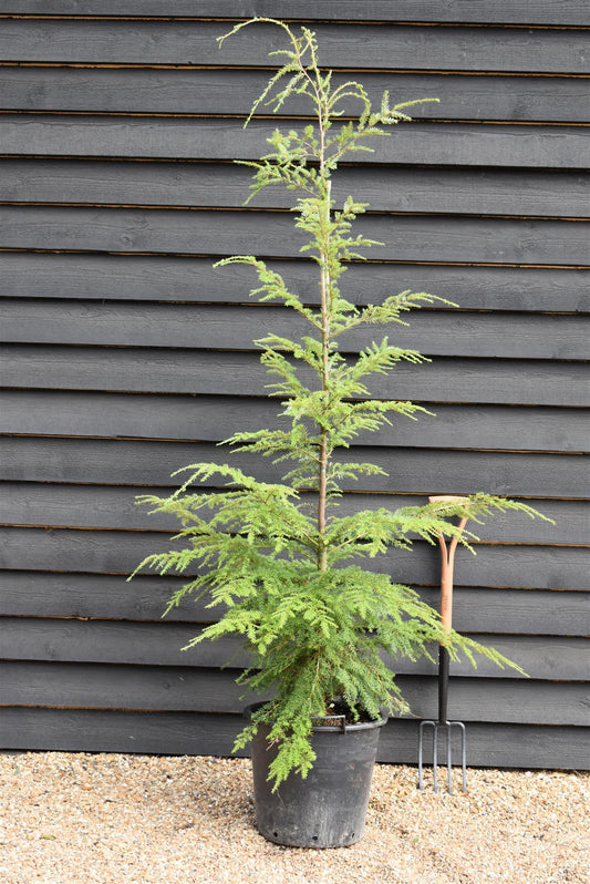 Tsuga heterophylla | Western Hemlock - Height 220-240cm - 40lt