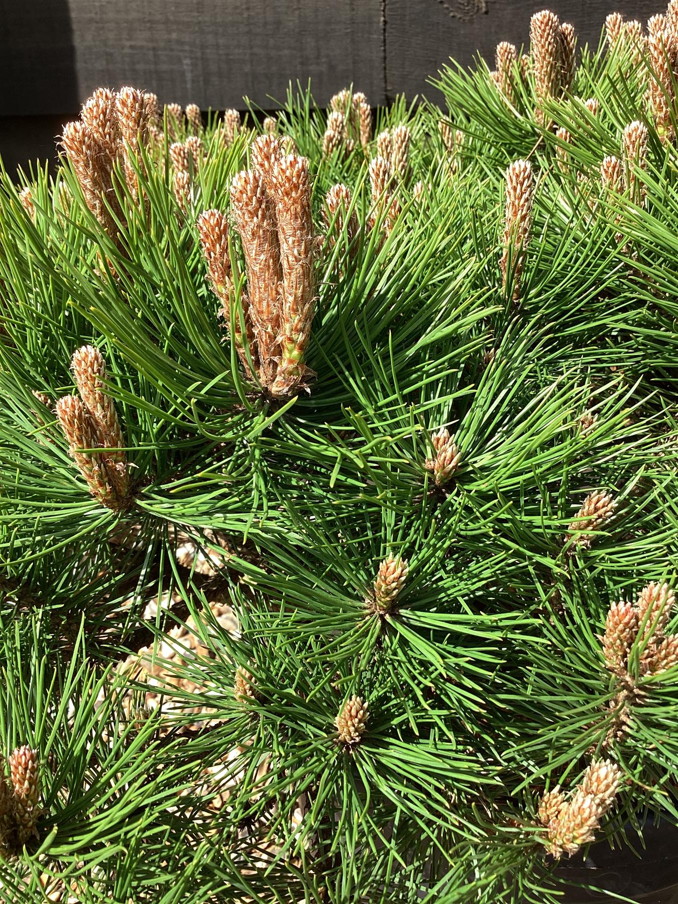 Pinus densiflora 'Low Glow' | Japanese red pine 'Low Glow' - Height 30cm - Width 50cm - 15lt