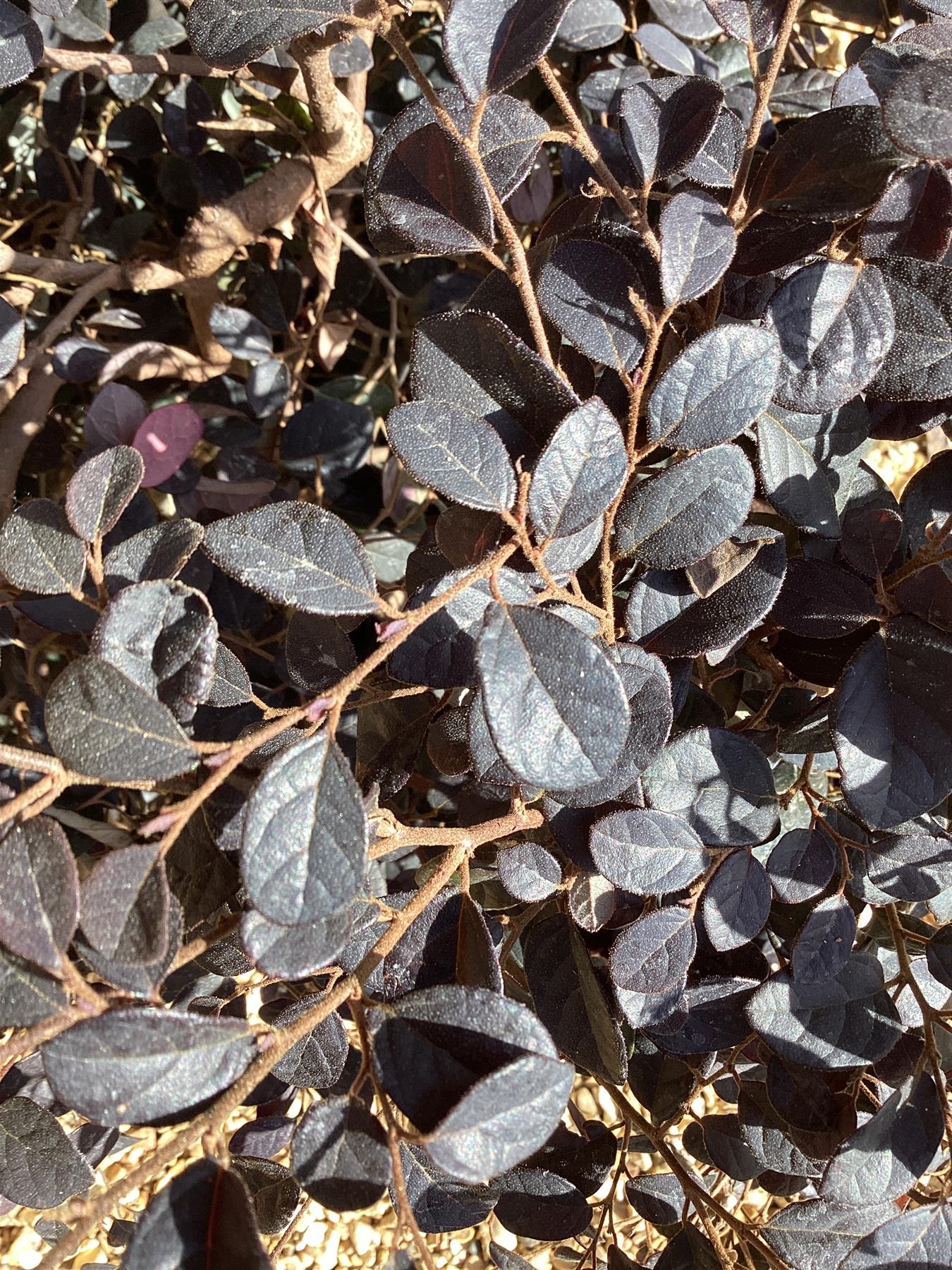 Loropetalum chinense Black Pearl | Chinese Fringe Flower - 110-120cm, 20lt