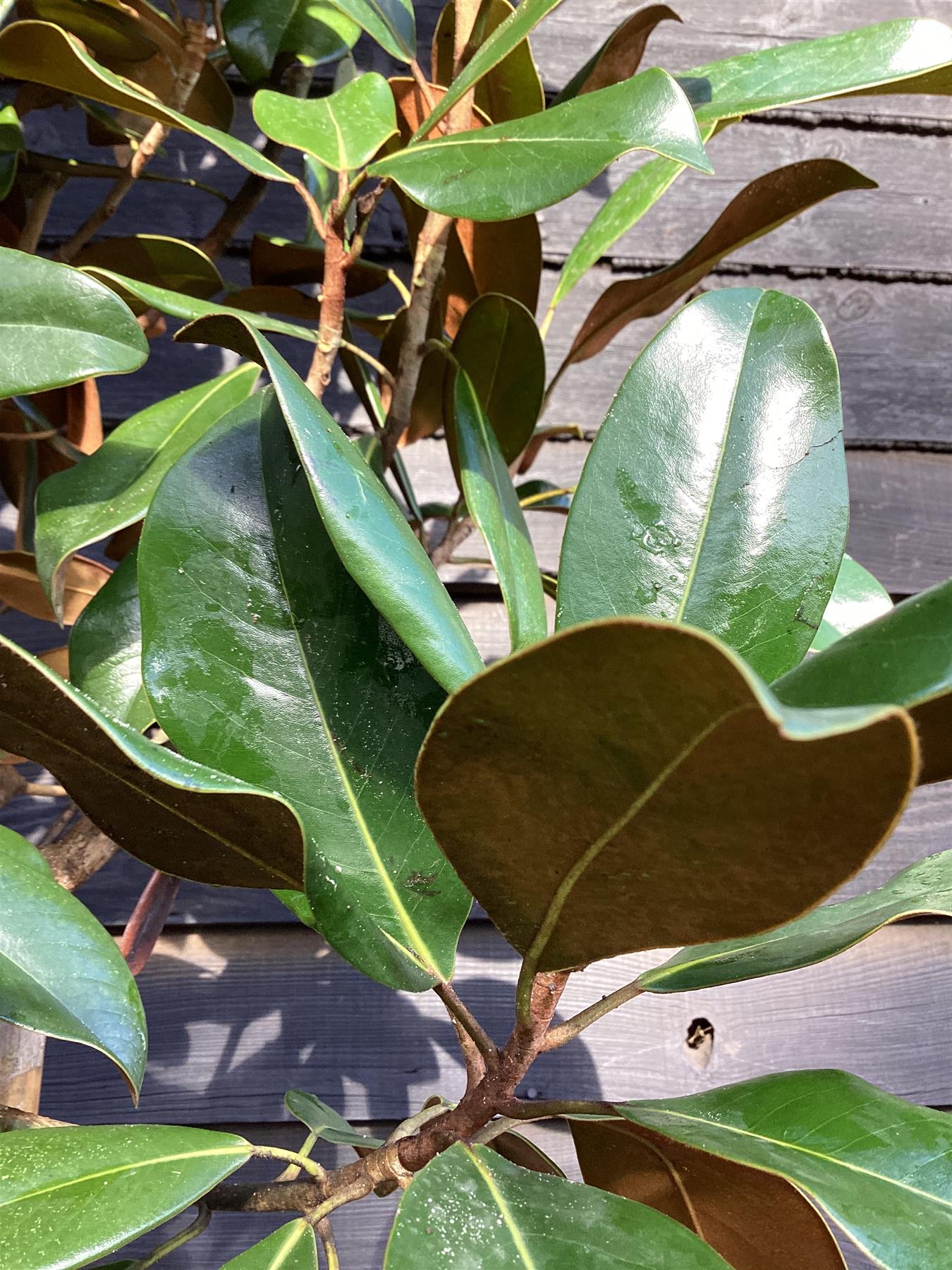 Magnolia grandiflora Praecox Goliath | Evergreen Magnolia- Girth 10-12cm - Height 350-400cm - 45lt