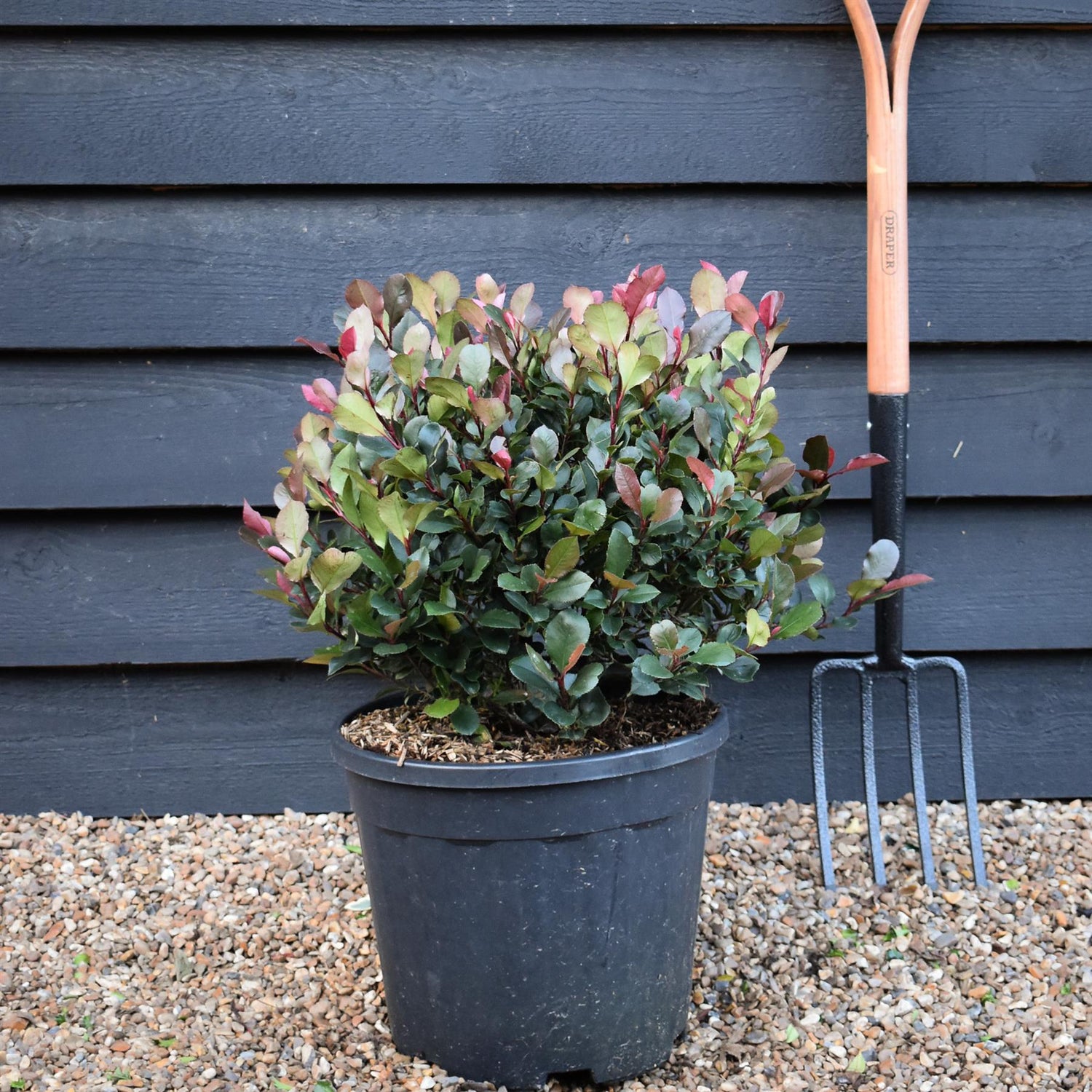 Photinia x fraseri Little Red Robin | Christmas berry 'Little Red Robin' - Ball - Height - 40-50cm - 18lt