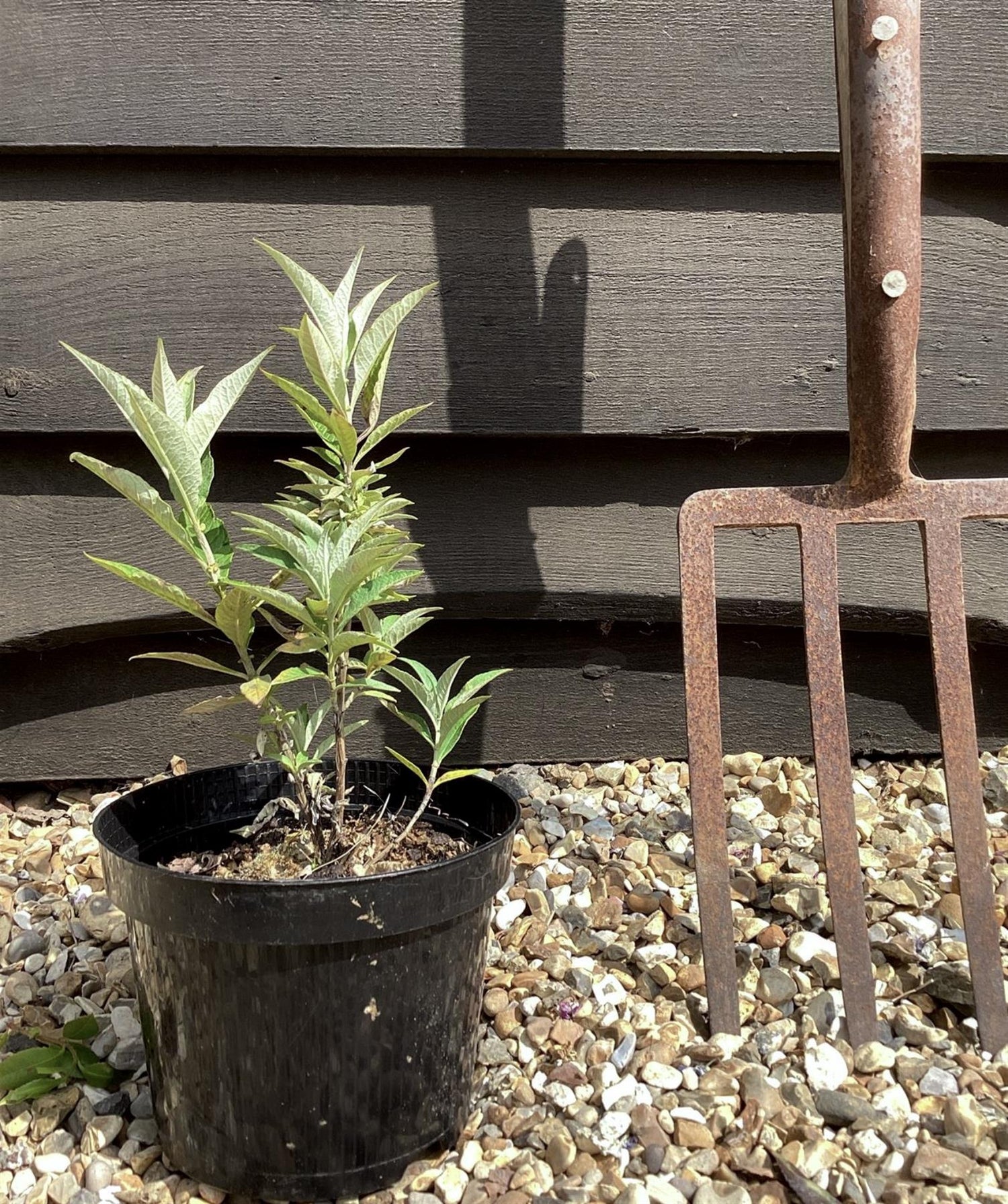 Buddleja 'Buzz Velvet' | Buzz Velvet 10-20cm - 3lt