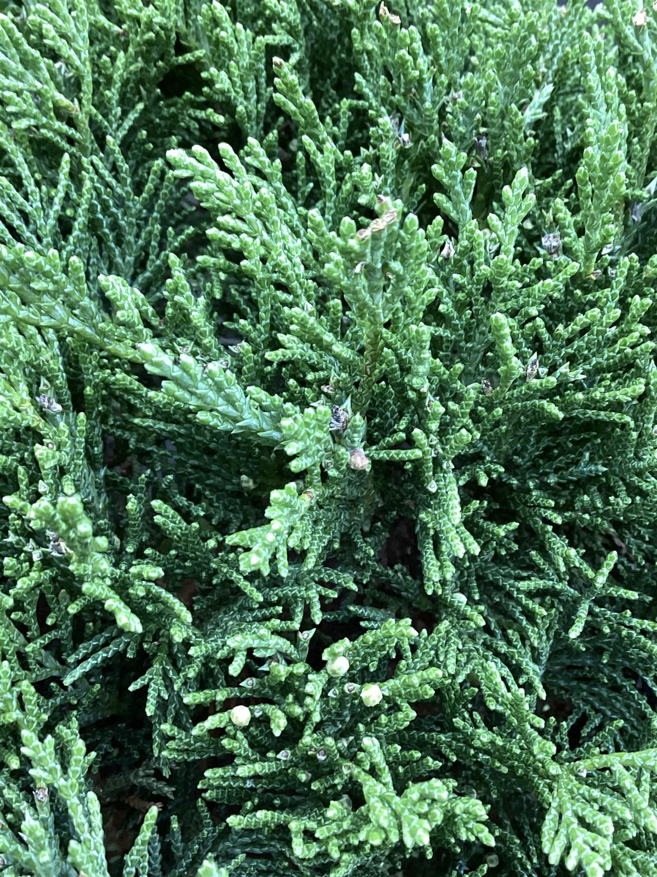 Juniperus Communis Prostrata |  Bonsai - 120cm - 40lt