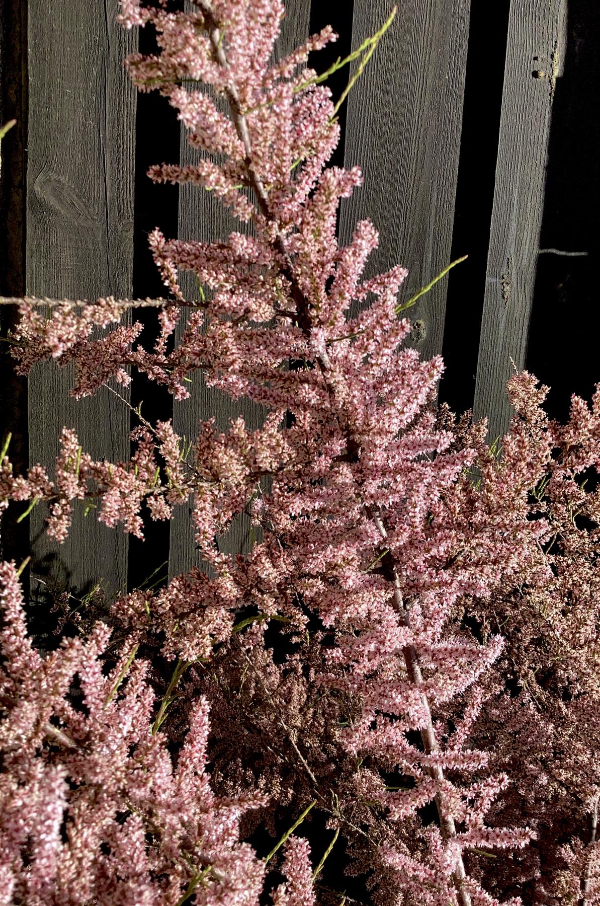 Tamarix Tetrandra | Four-stamen tamarisk - 470-490cm, 80lt