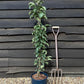 Apple tree 'Blue Moon' (Starline) | Malus domestica - 160-150cm - 10lt