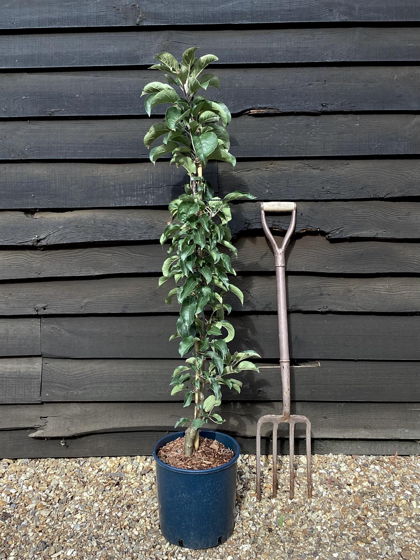 Apple tree 'Blue Moon' (Starline) | Malus domestica - 160-150cm - 10lt