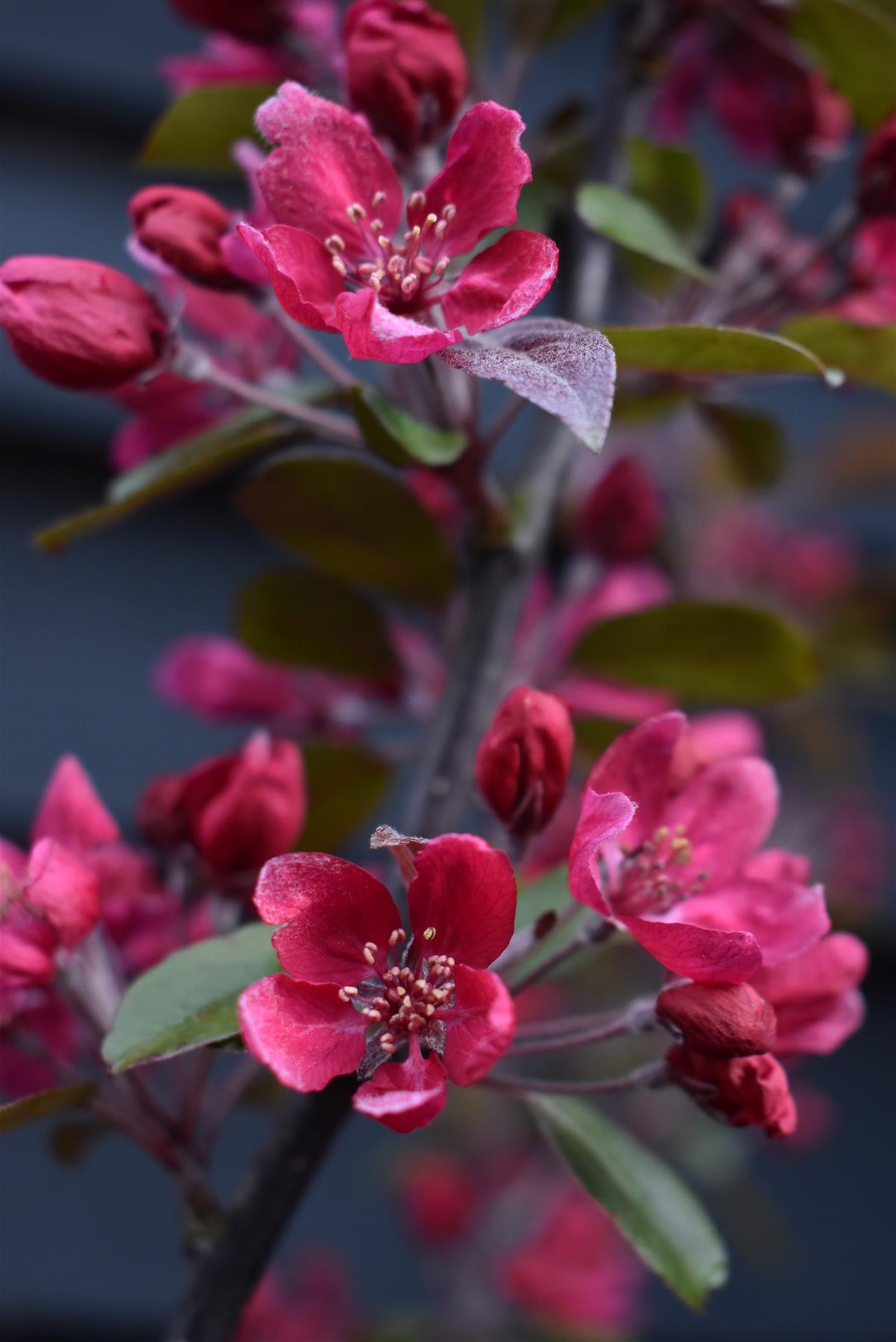 Malus Profusion Crab Apple Tree, Clear Stem - 180-200cm, 10lt