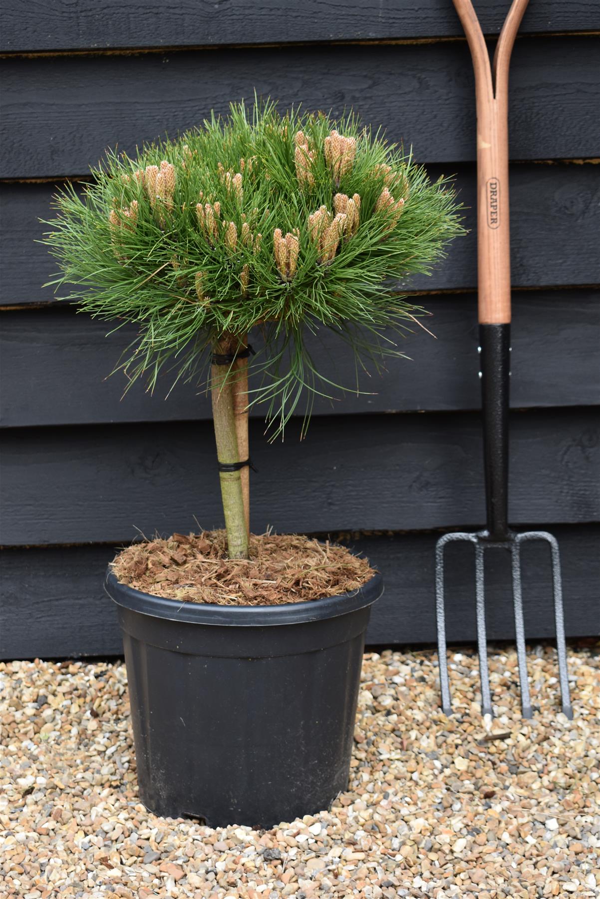 Pinus 'Marie Bregeon' - Clear Stem 20cm - Height 50-60cm - Width 40cm - 15lt