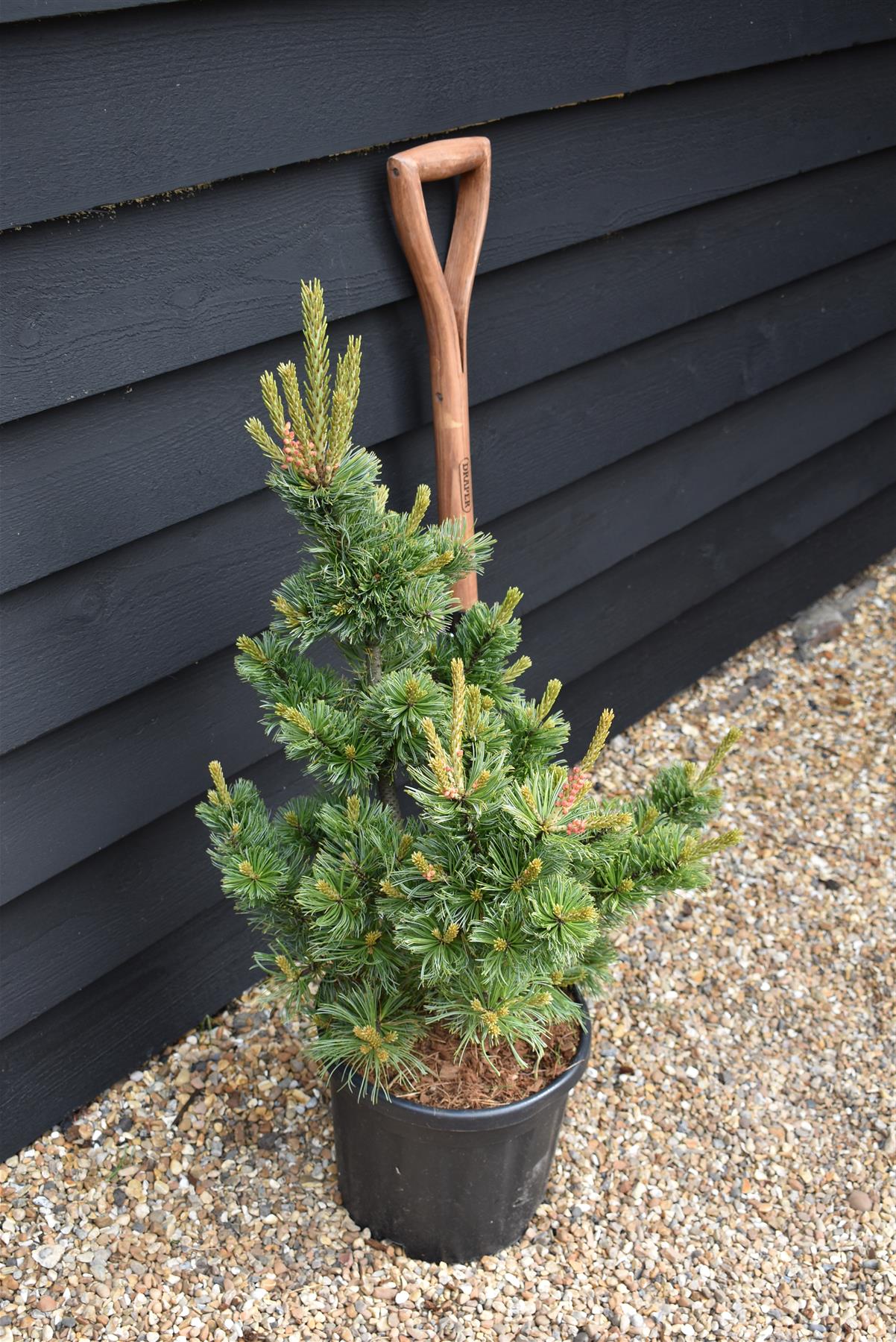 Pinus parviflora 'Ara kawa' | Japanese white pine - Height 70-80cm - Width 40-50cm - 11lt