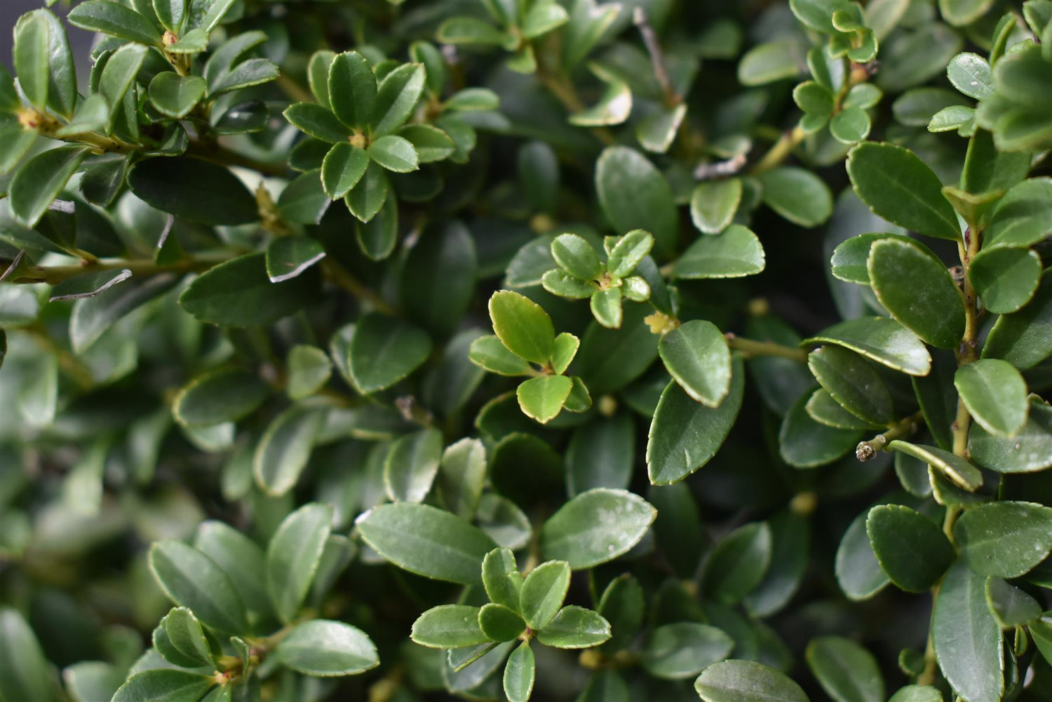 Ilex crenata 'Kinme' | Japanese Holly 'Kinme' - Bowl - 45lt