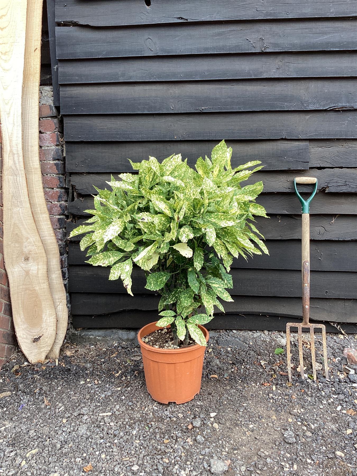 Aucuba japonica 'Golden King' - 100/120cm, 15lt