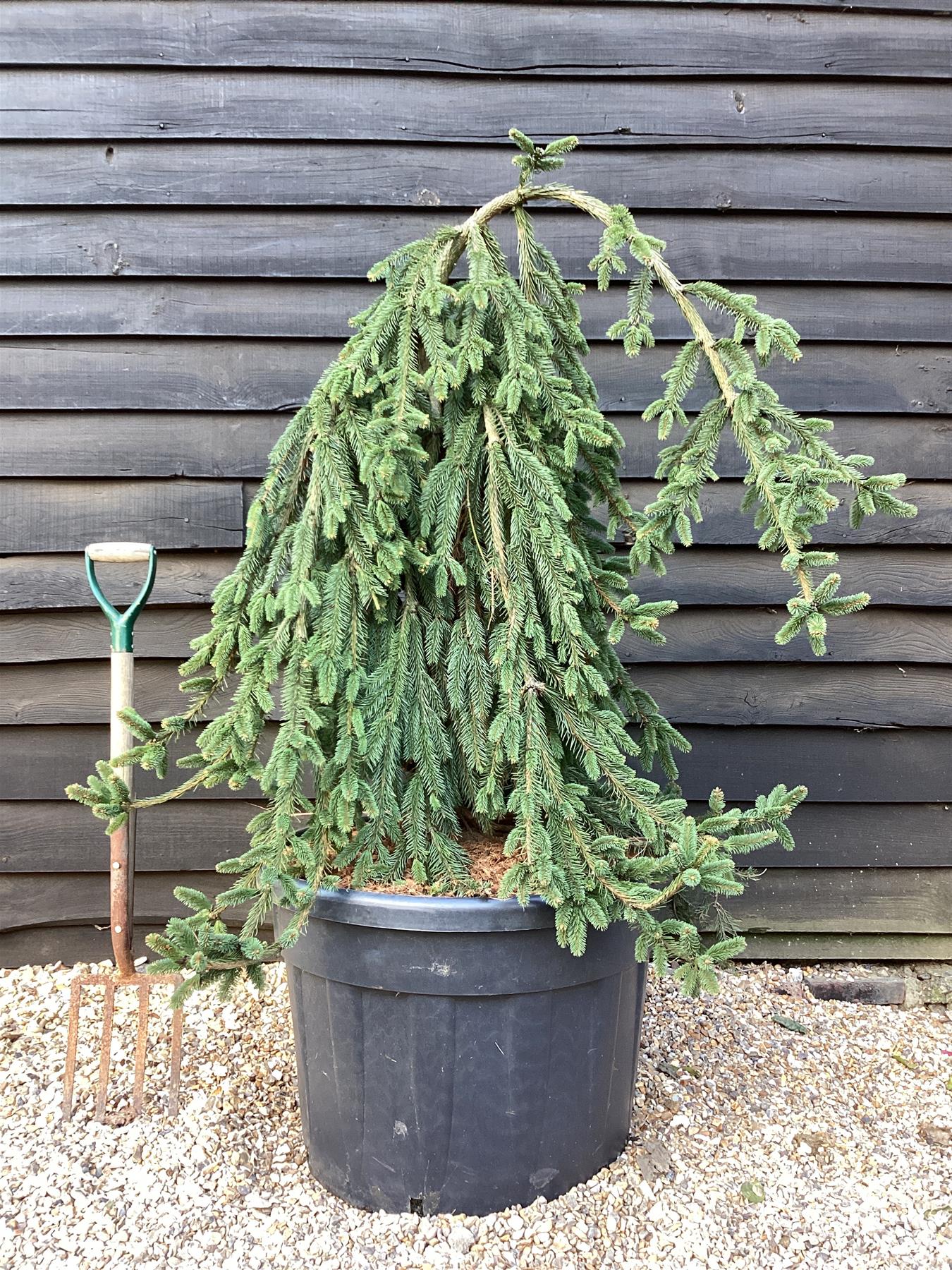 Picea abies 'Inversa' | Norway spruce 'Inversa' - Height 130cm - 130lt