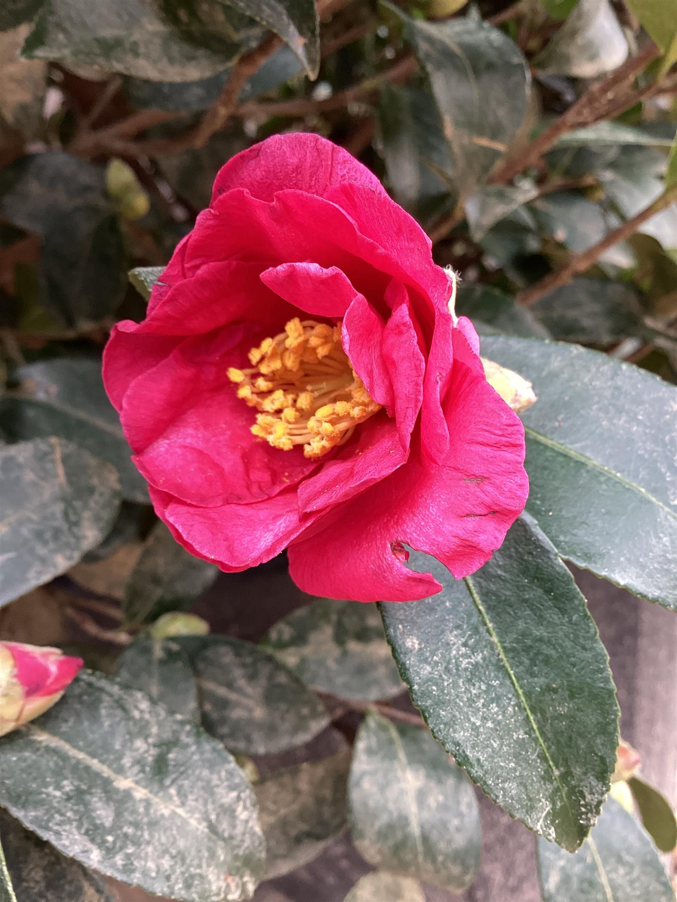 Camellia sasanqua - Large Bushy - White - Height 250cm Width 120cm - 130lt