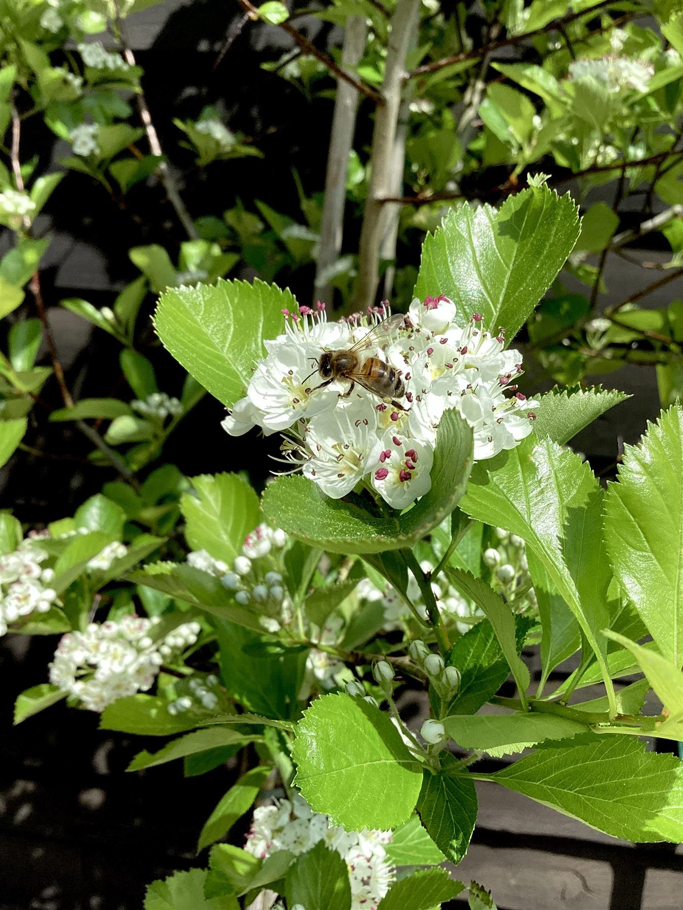 Crataegus Persimilis 'Prunifolia' | Broad-leaved Cockspur Thorn - 180-220cm, 20lt