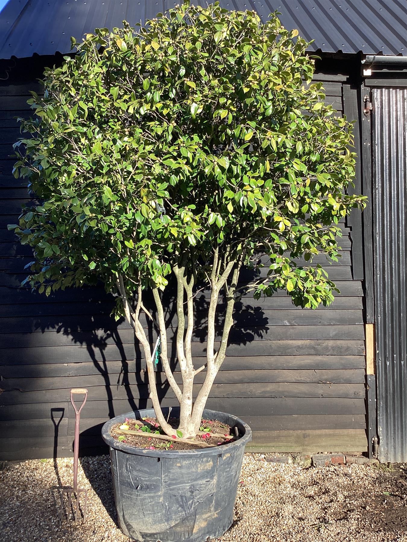 Camellia Japonica | Japanese Camellia Multistem - 400cm - 500lt