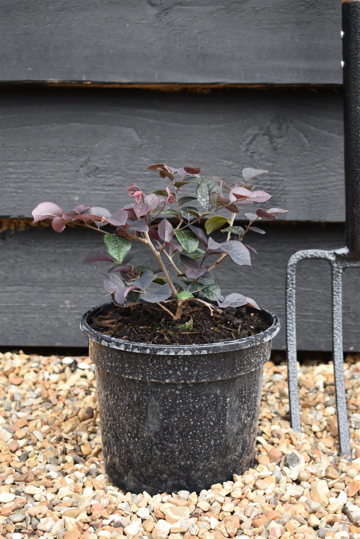 Loropetalum chinense | Loropetalum 'Plum Gorgeous' - 3lt