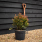 Photinia fraseri Chico - Bush - Height 40-50cm - 9lt