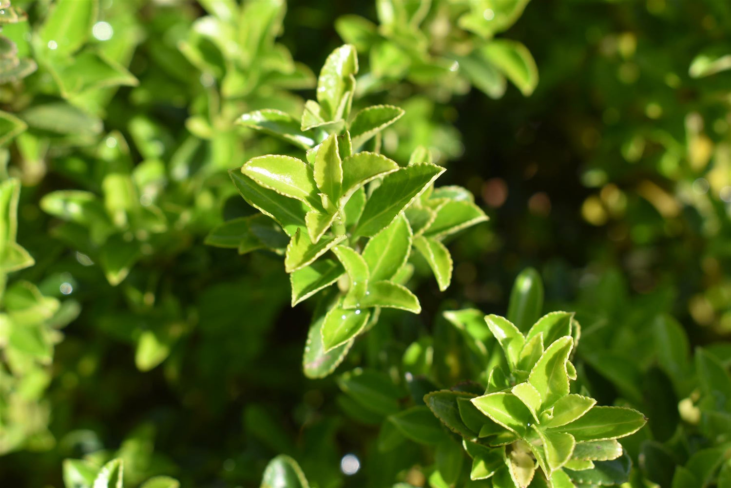 Euonymus japonicus 'Microphyllus'' Gold- 30-40cm - 10lt