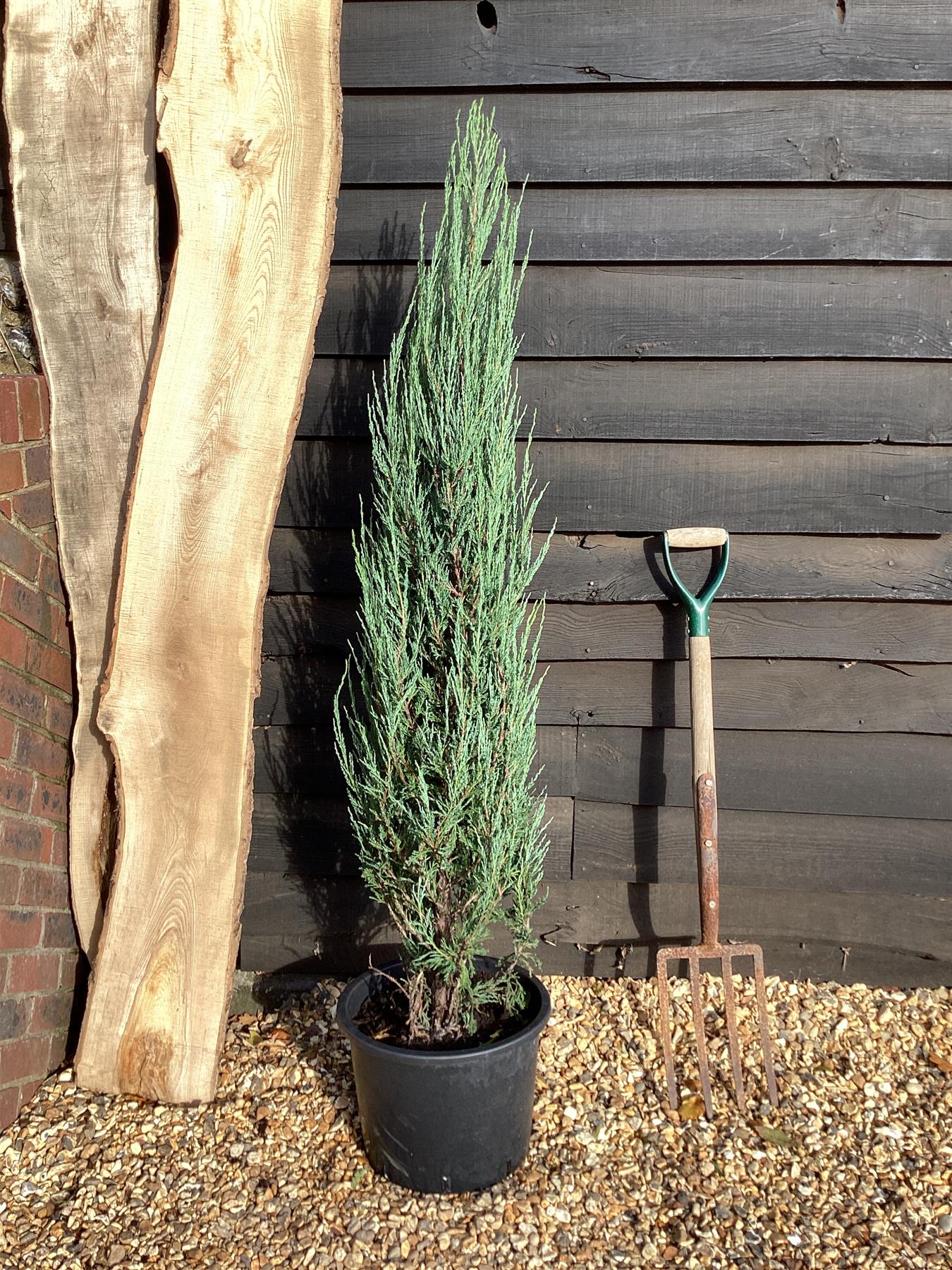 Juniperus scopulorum 'Blue Arrow' - 20lt