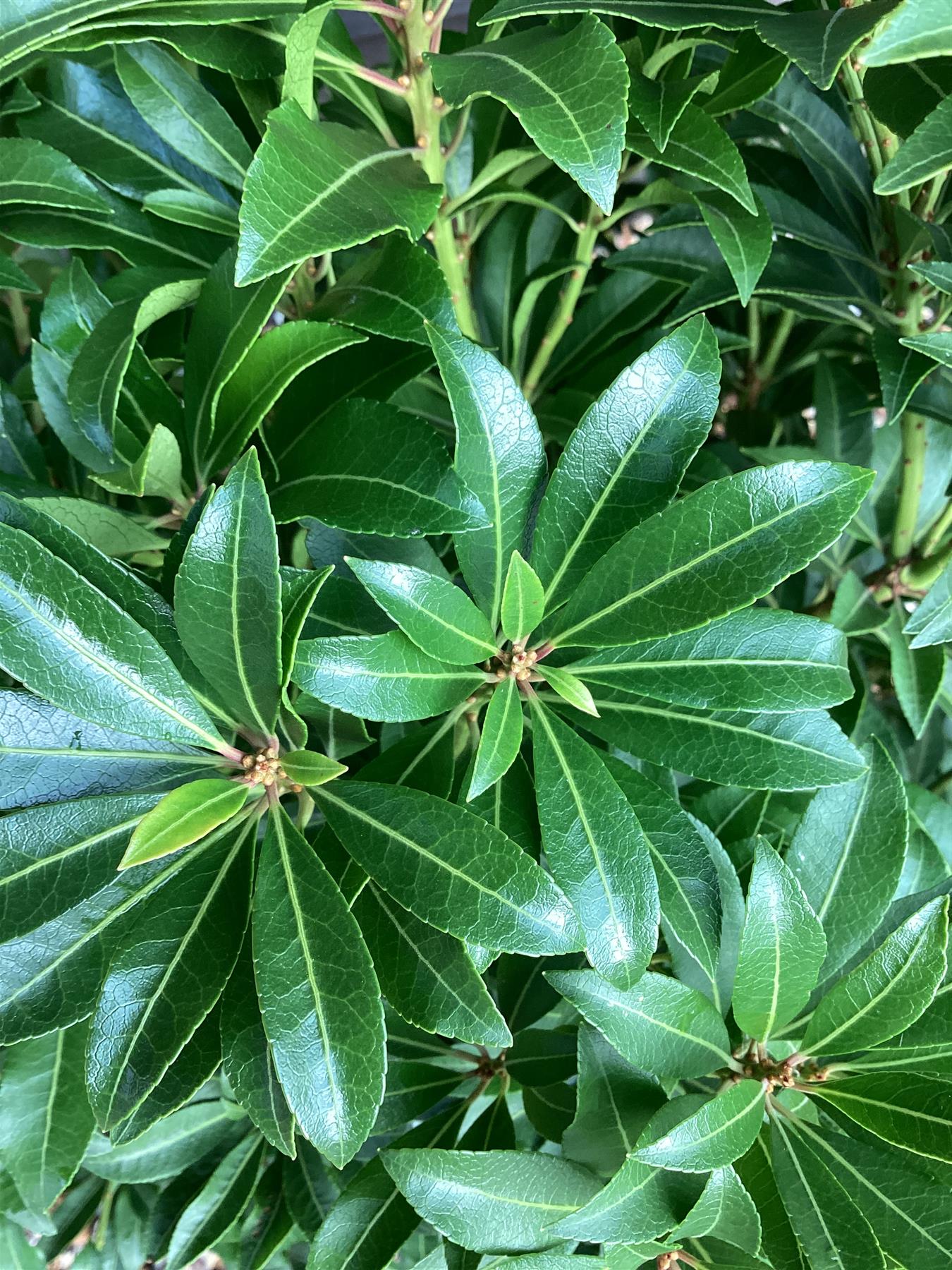 Pieris Japonica Mountain Fire - Shrub - 50-70cm - 7lt