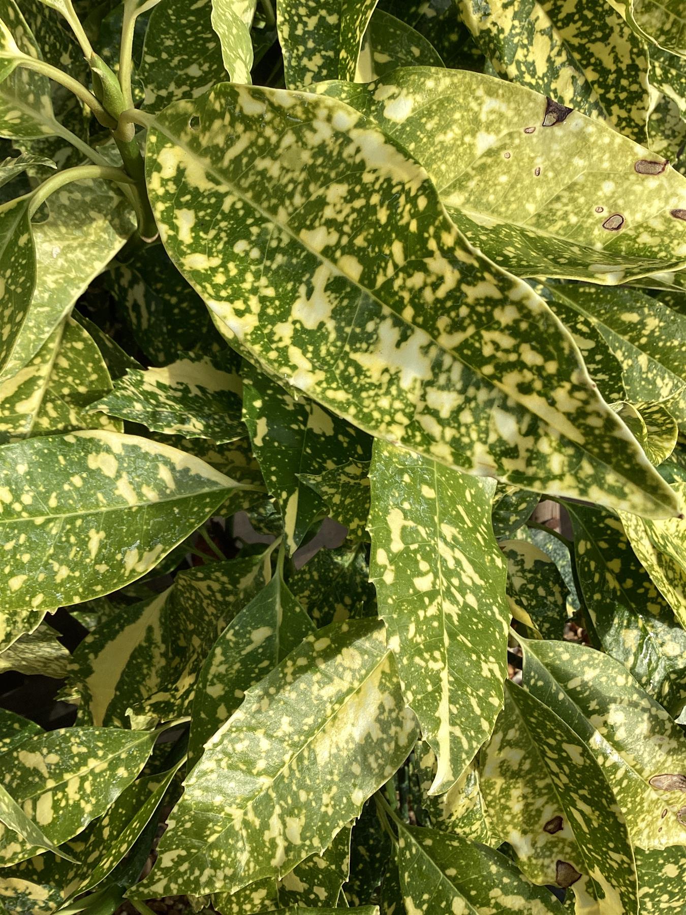 Aucuba japonica 'Crotonifolia' - 85-95cm, 10lt