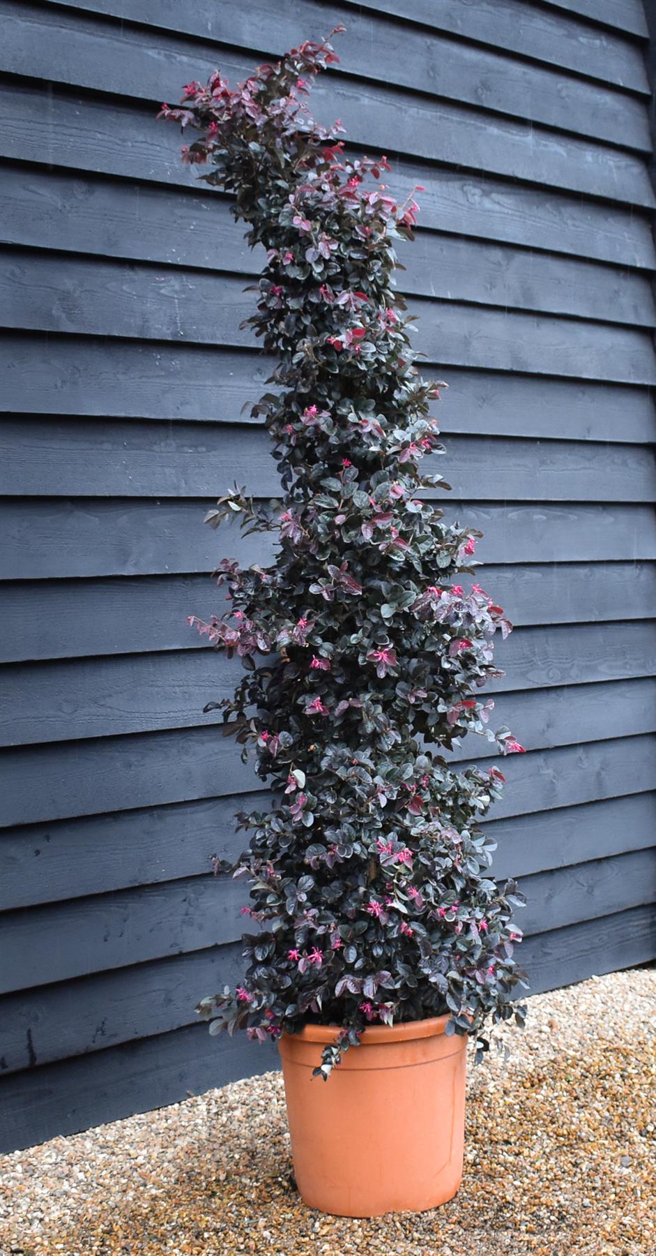 Loropetalum Fede | Chinese Fringe Flower - Pyramid - Height 185cm - 30lt