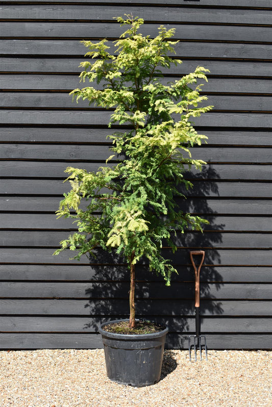 Metasequoia glyptostroboides Amber Glow | Dawn redwood - Girth 4-5cm - Height 250cm - 70lt