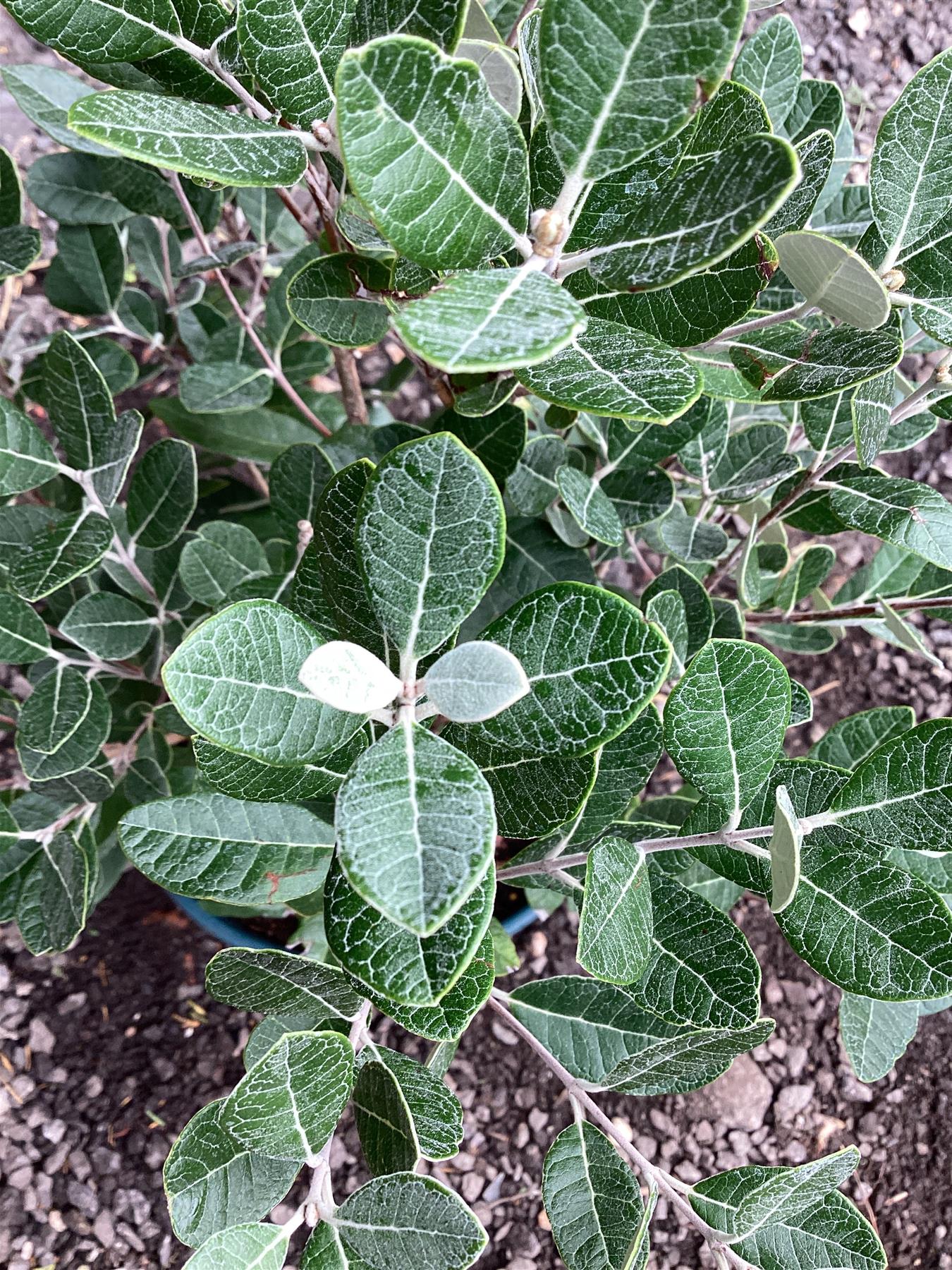 Feijoa (acca) sellowiana | Pineapple Guava Tree - 60-70cm, 15lt