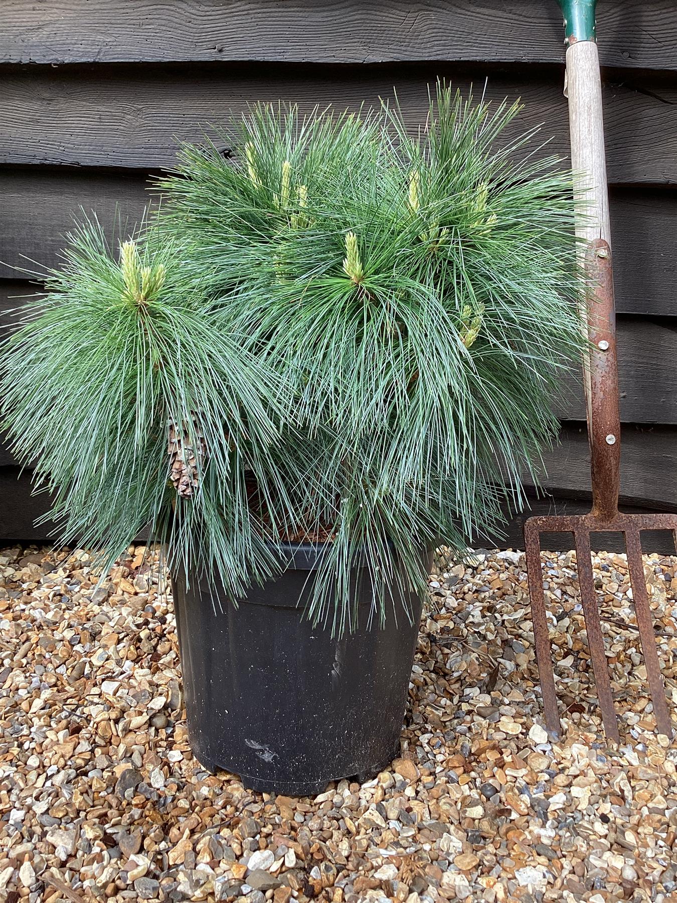 Pinus x schwerinii 'Wiethorst' |Schwerin's pine 'Wiethorst' - Height 75cm - Width 50-60cm - 18lt