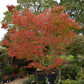 Acer palmatum 'Orangeola' | Orangeola Japanese Maple - Multistem - 350-360cm - 500lt