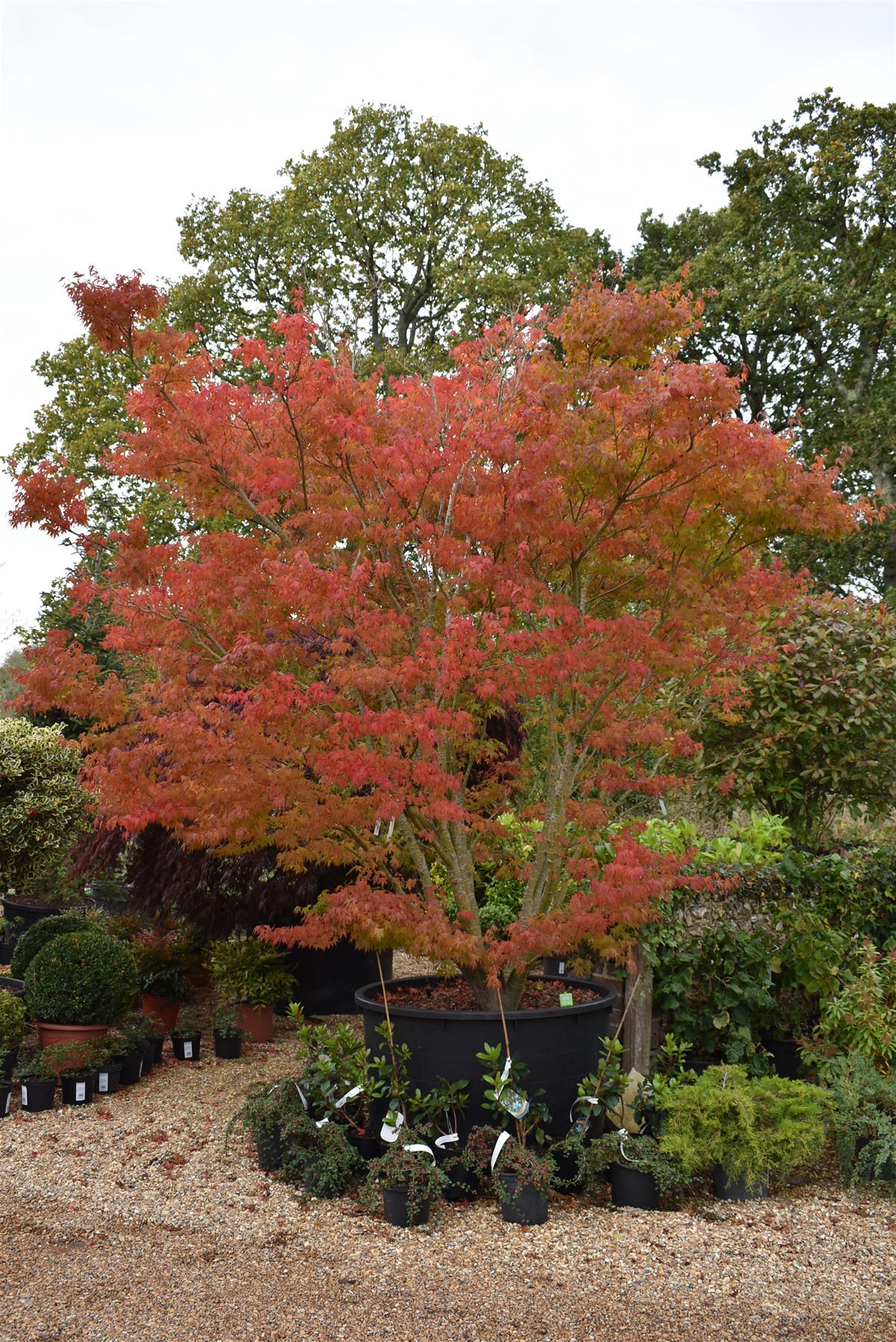 Acer palmatum 'Orangeola' | Orangeola Japanese Maple - Multistem - 350-360cm - 500lt