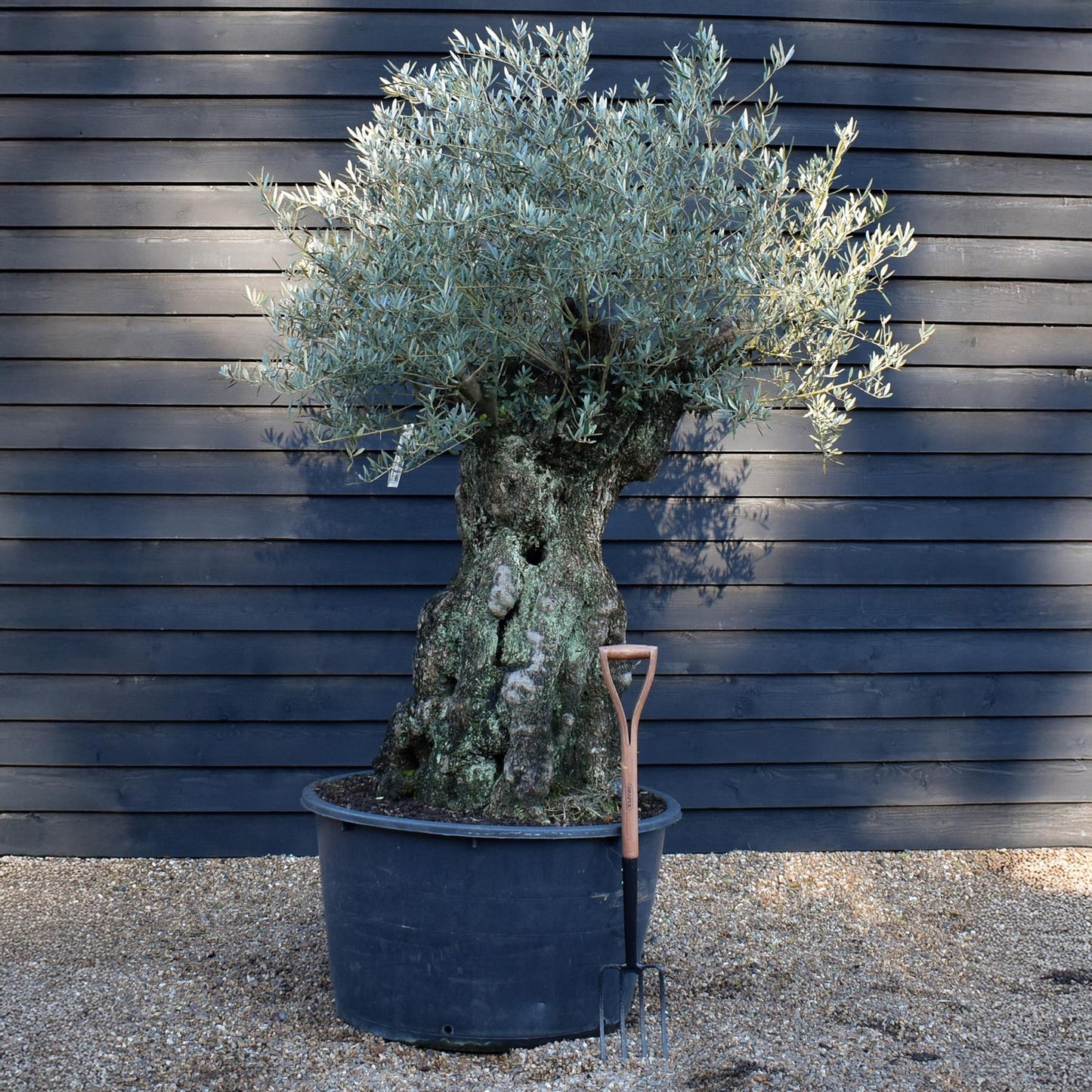 Olive Tree | Olea Europea - Specimen - Straight crown gnarly - Trunk height 100cm - Height 170-200cm - Girth 160cm - 285lt