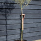 Olive Tree | Olea Europea - Clear Stem - Half Standard - Height 160-170cm - 30lt