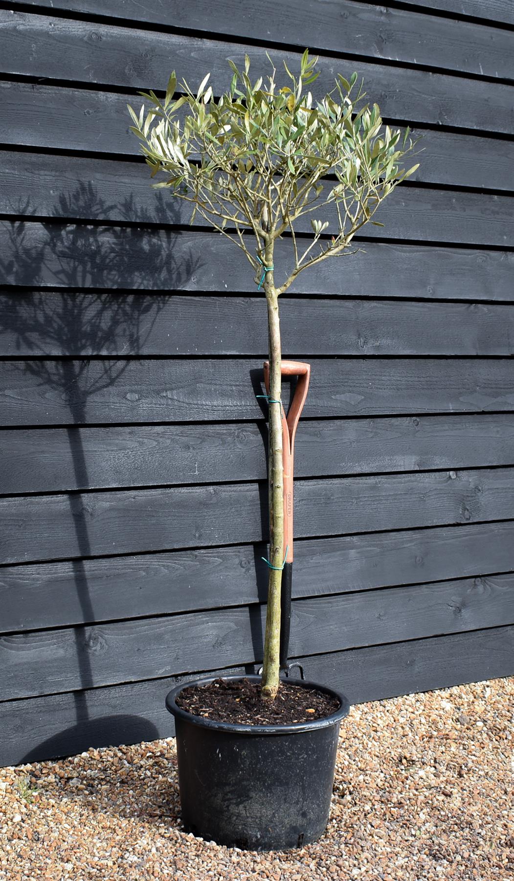 Olive Tree | Olea Europea - Clear Stem - Half Standard - Height 160-170cm - 30lt