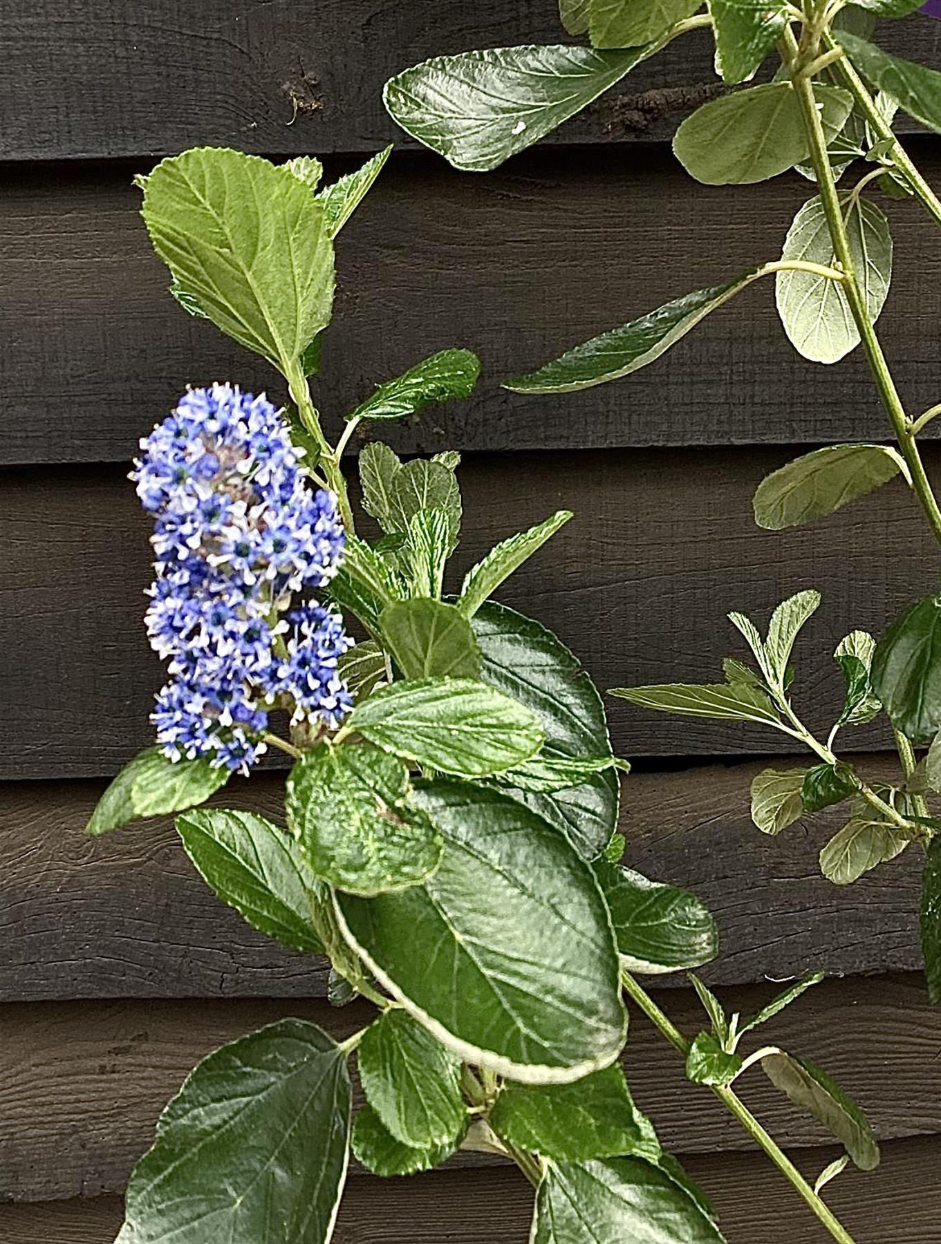 Ceanothus Trewithen Blue | Californian lilac 'Trewithen Blue' - 200-220cm, 20lt