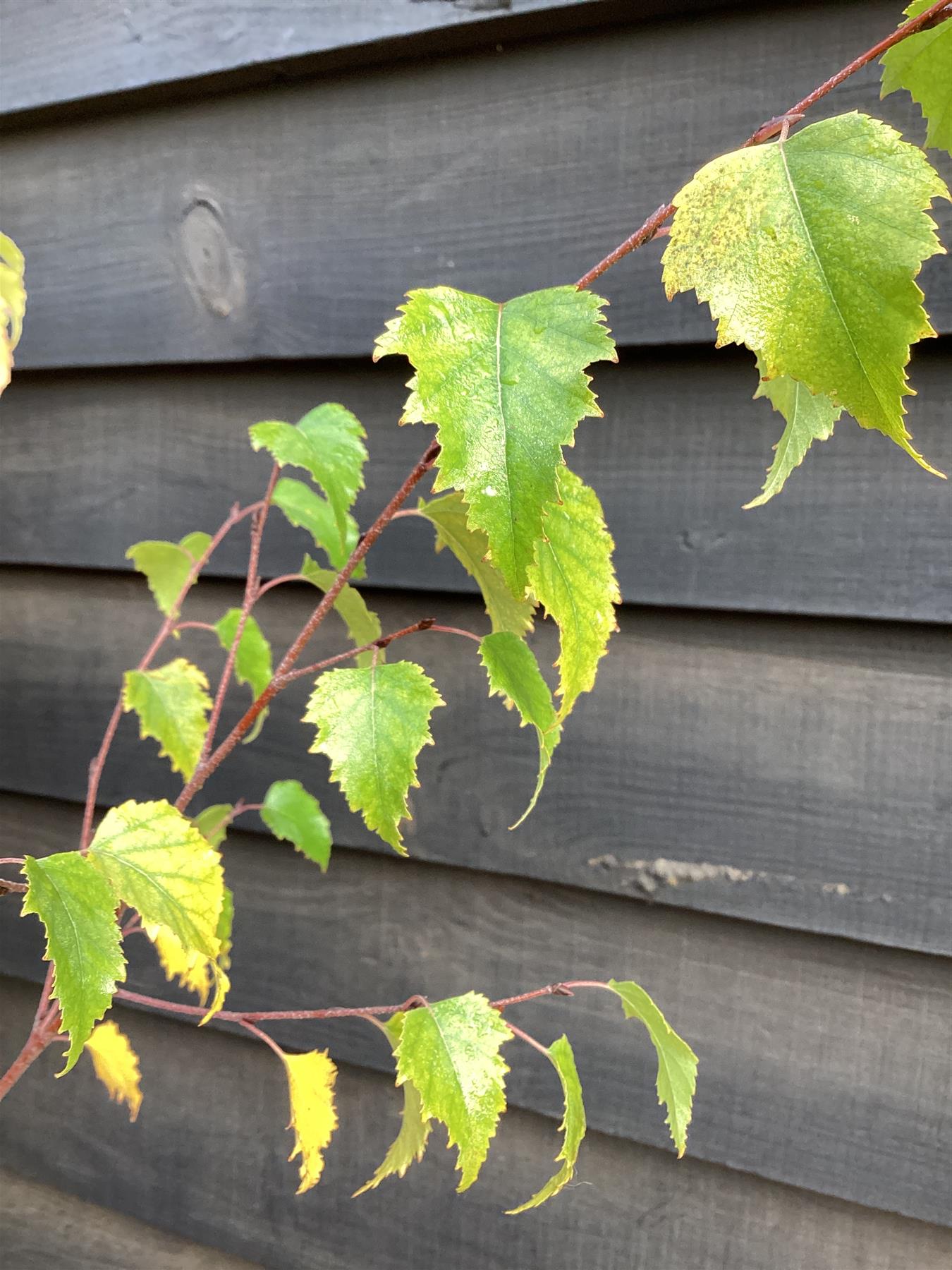 Betula pendula | Silver Birch 1/2 std Clear Stem - 120-150cm, 10lt