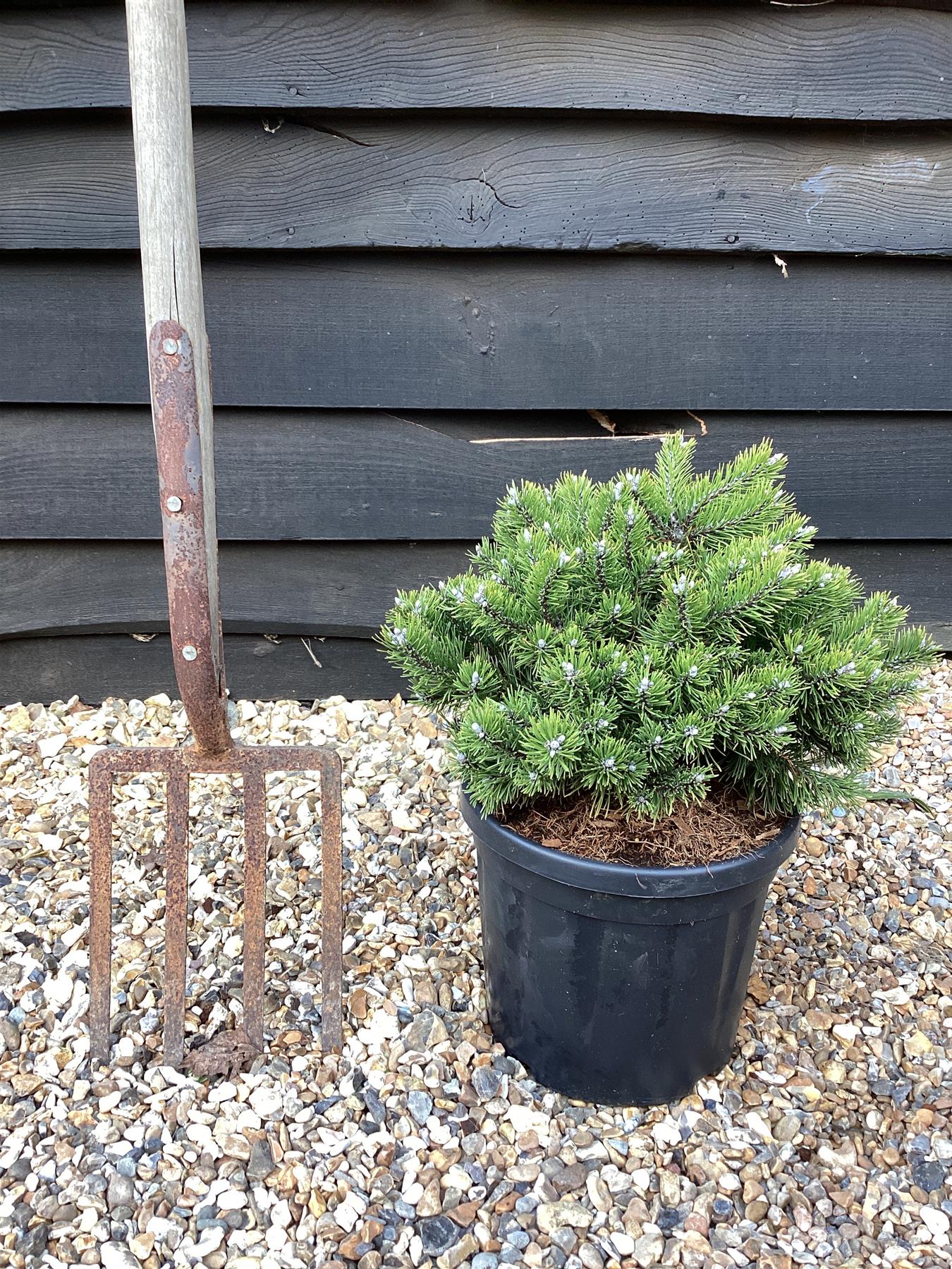 Pinus mugo Klostergrun | dwarf mountain pine 'Klosterkötter' - Height 45cm - Width 25-30cm - 8lt