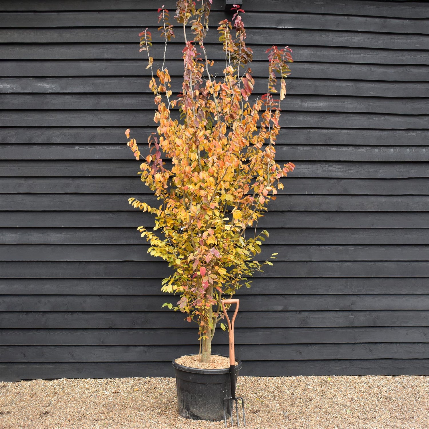 Persian Ironwood | Parrotia persica - Bushy, semi-mature - Height 330-350cm - 70lt