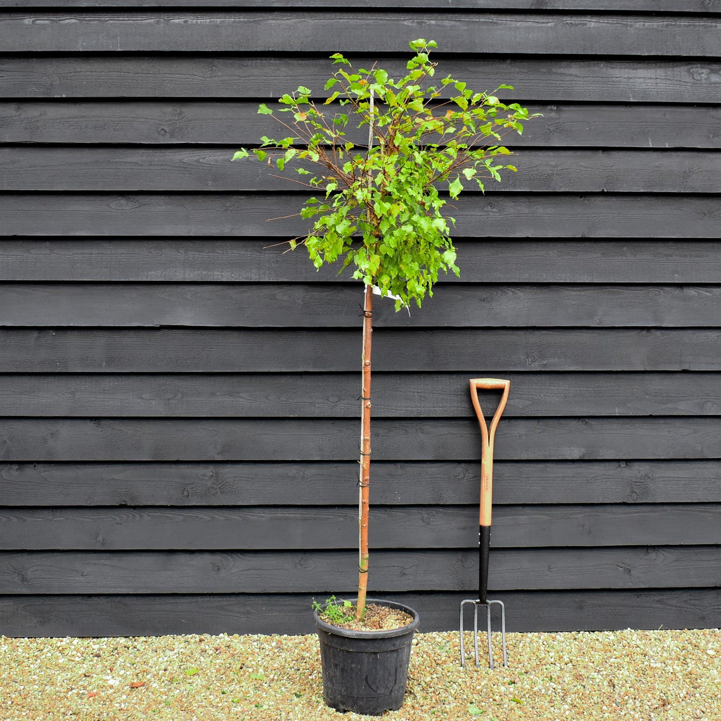 Dwarf White Birch Tree | Betula pendula 'Magical Globe' -  Single Stem 120cm - Height 170-180cm - 18lt