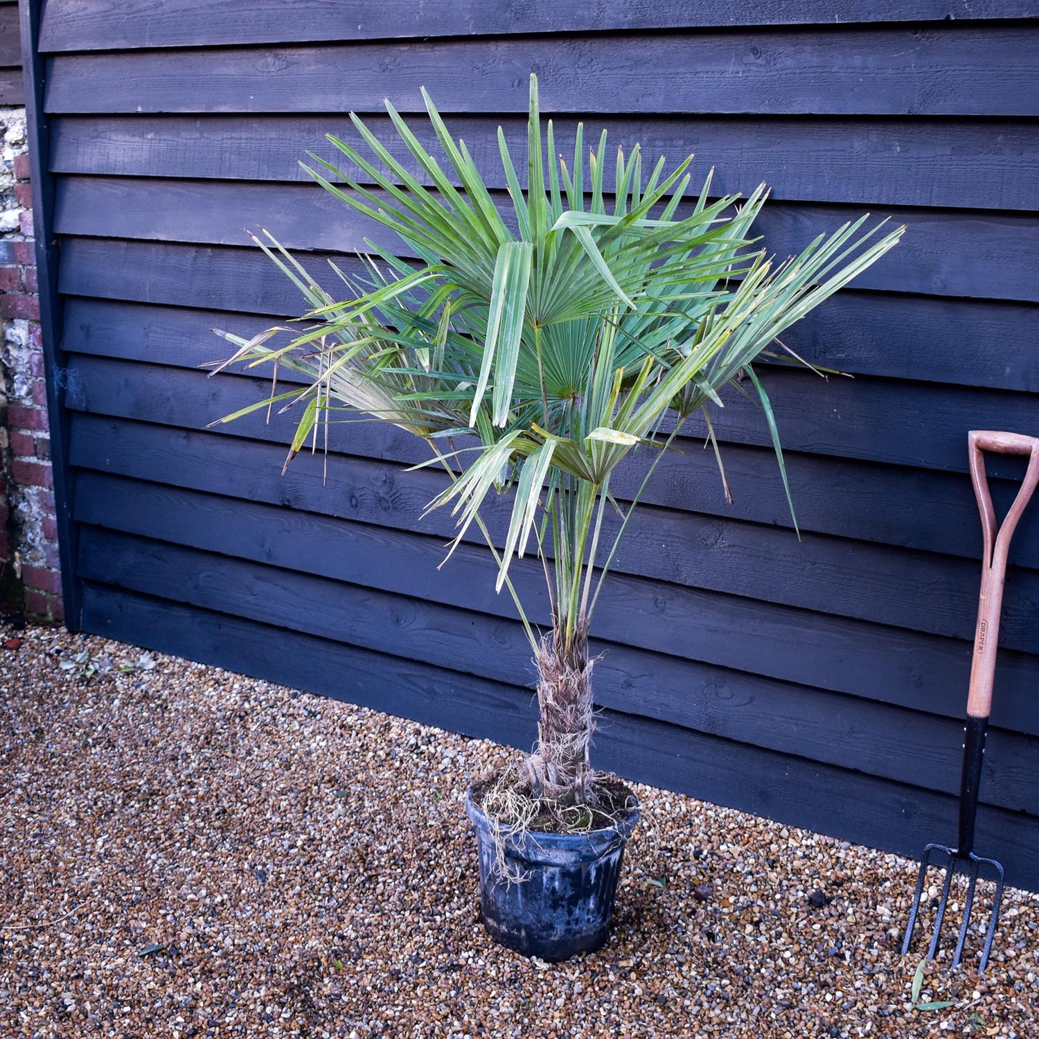 Trachycarpus fortunei | Chusan Palm - Height 130-140cm - 20lt